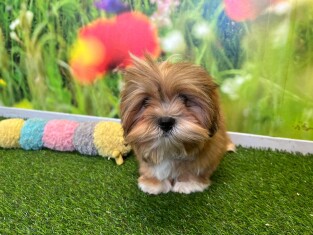 Lhasa Apso male Puppy for sale 027486117